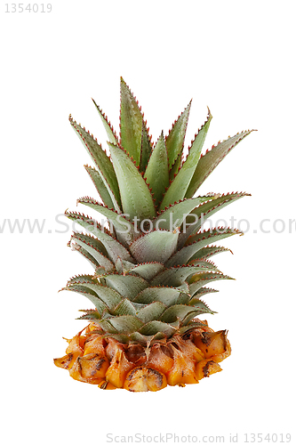 Image of Fresh pineapple crown