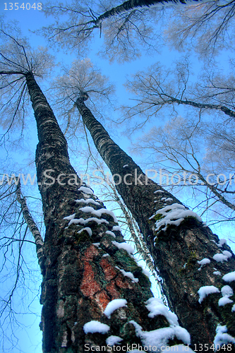 Image of Winter landscape