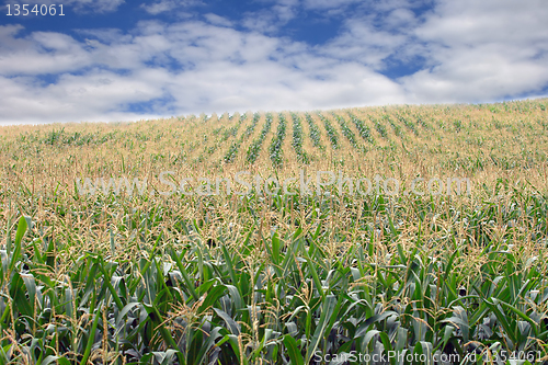 Image of Field corn 