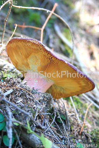 Image of mushroom