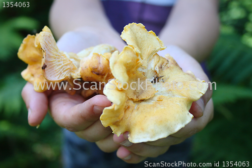 Image of chanterelle mushroom