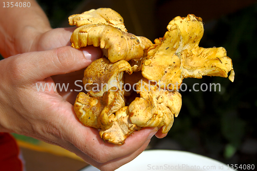 Image of chanterelle mushroom 