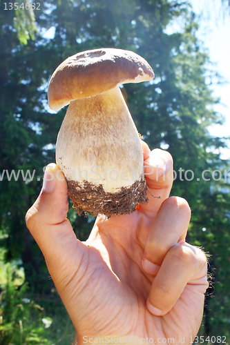 Image of mushroom