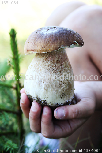 Image of mushroom