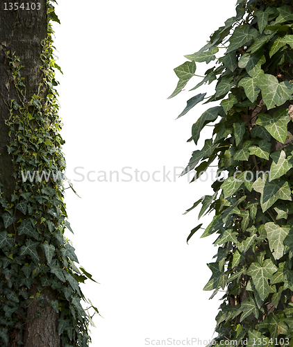 Image of Climbing plants white isolared