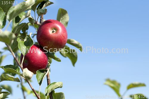 Image of Apple tree