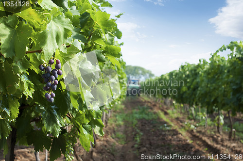 Image of Spraying of vineyards