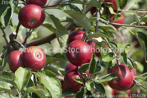 Image of Apple tree