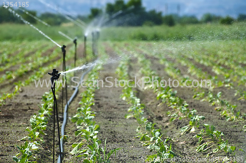 Image of Irrigation