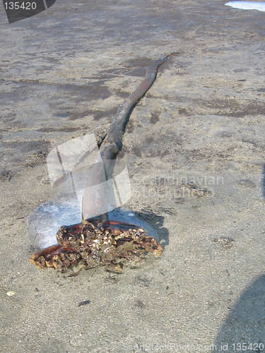 Image of Art on on beach