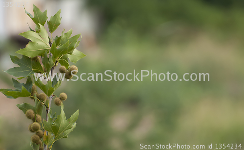 Image of Branch of sycamore wood and green background