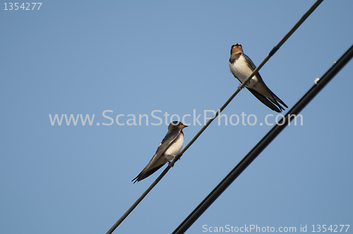 Image of Swallows