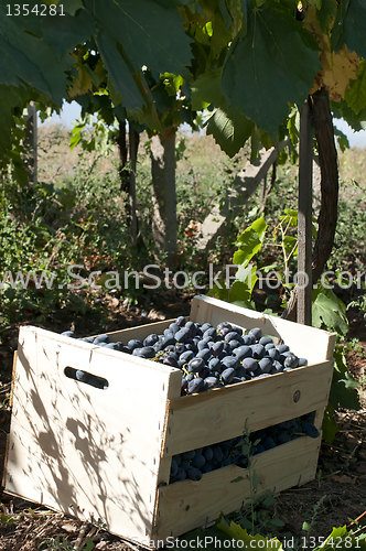 Image of Crate of grapes in vineyards