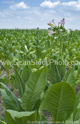 Image of Tobacco plantation