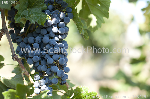 Image of Merlot grapes on grapevine