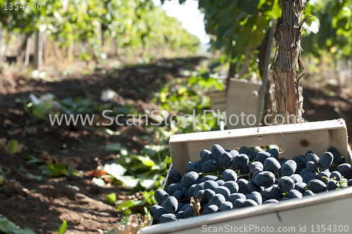 Image of Crate of grapes in vineyards