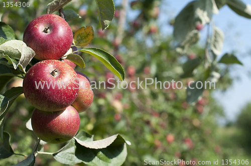Image of Apple tree