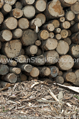 Image of Timber. Planks and beams arranged