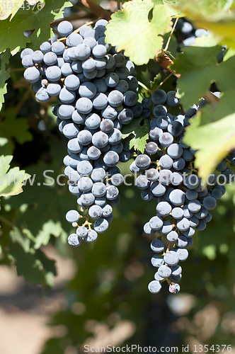 Image of Merlot grapes on grapevine