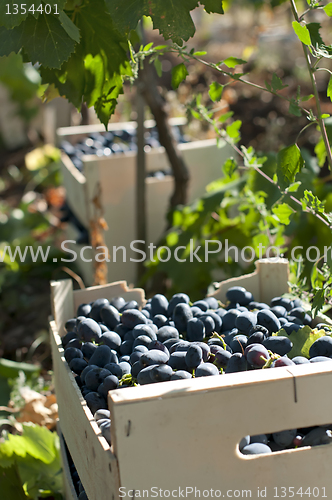 Image of Crate of grapes in vineyards