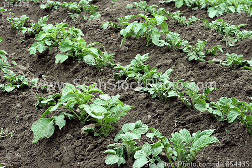 Image of potato field