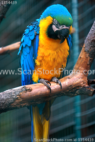 Image of parrot