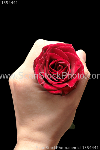 Image of Red roses