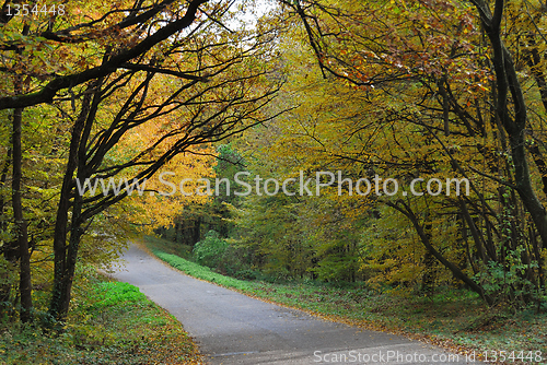 Image of Forest road