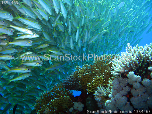 Image of Coral Reef Crew