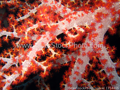 Image of Coral