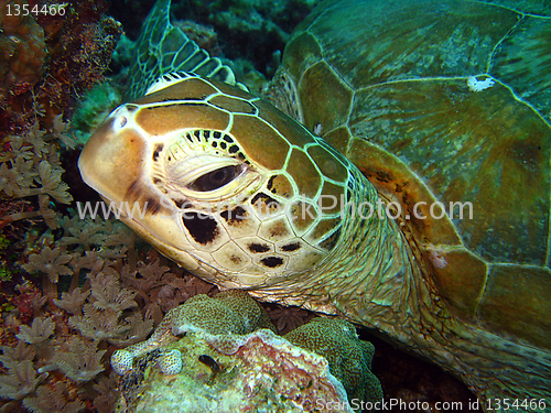 Image of Green Turtle