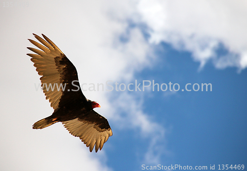 Image of Turkey Vulture