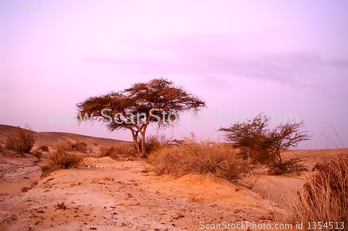 Image of Desert landscape