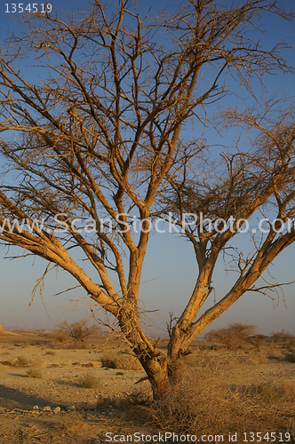 Image of Desert landscape