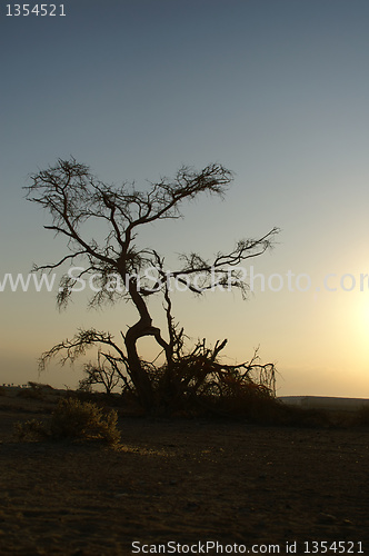 Image of Desert landscape