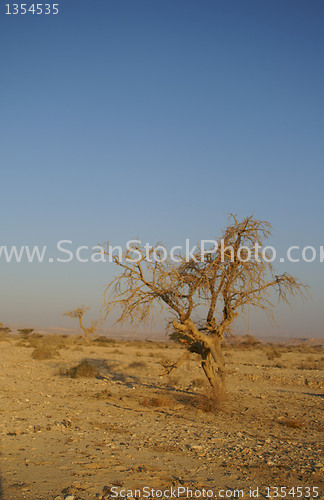 Image of Desert landscape