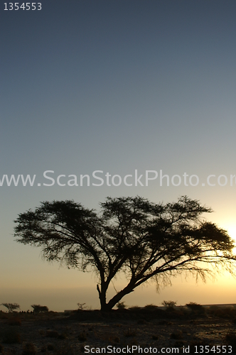 Image of Desert landscape with a tree