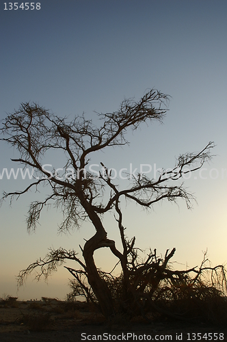 Image of Desert landscape