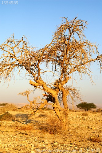 Image of Desert landscape