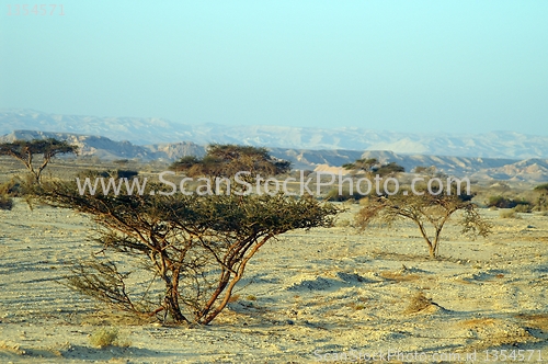 Image of Desert landscape