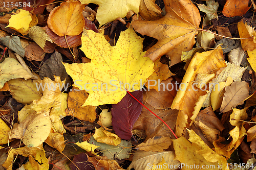 Image of autumn leaves