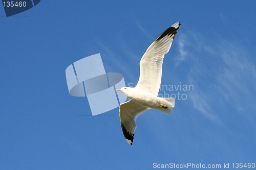 Image of Flying gull