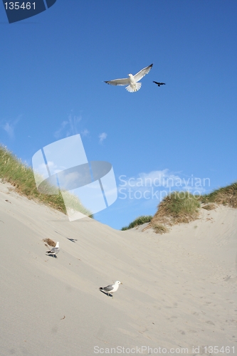 Image of Gulls at a beach