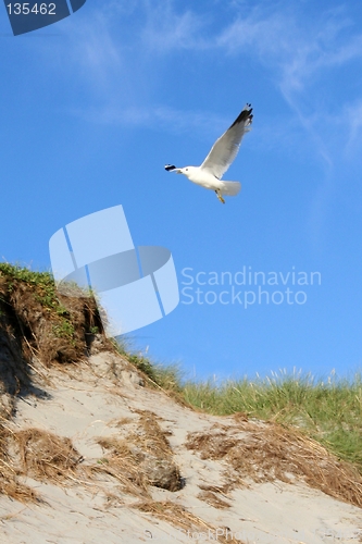 Image of Gull flying over a sandhill at a beach