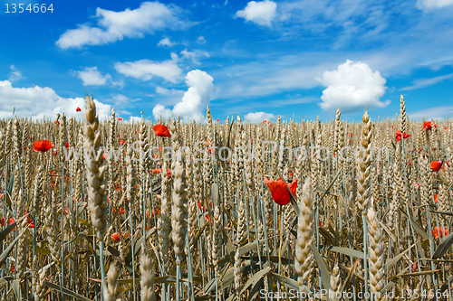 Image of golden wheat with red poppy