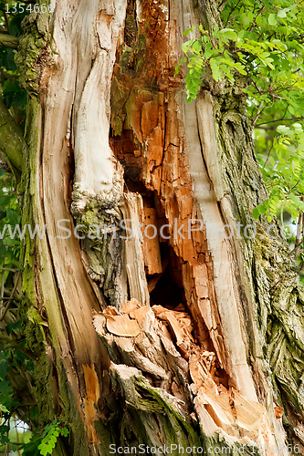 Image of Old decayed tree in the forest 