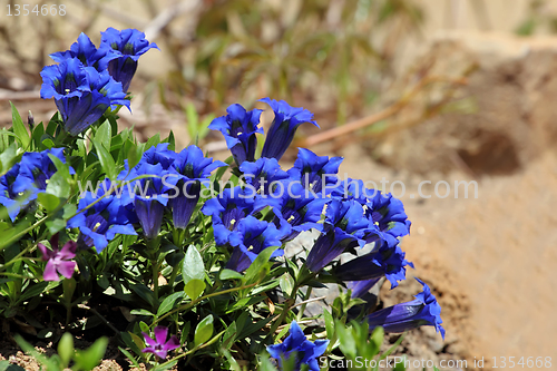 Image of Gentiana