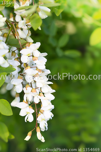 Image of Acacia branch on a background of green leaves 