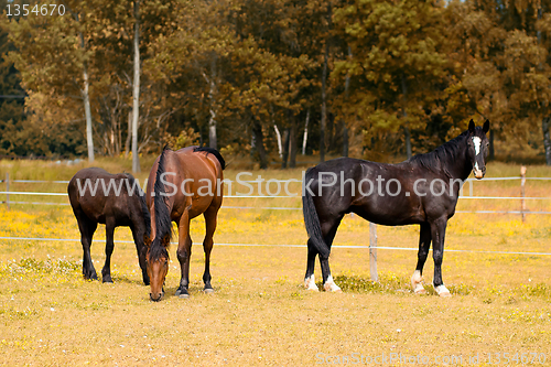 Image of grazing mare and her foal