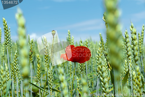 Image of landscape with field of red poppies